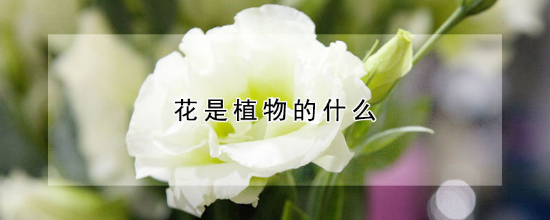 花是植物的什麼