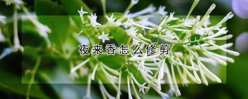 夜來香怎麼修剪