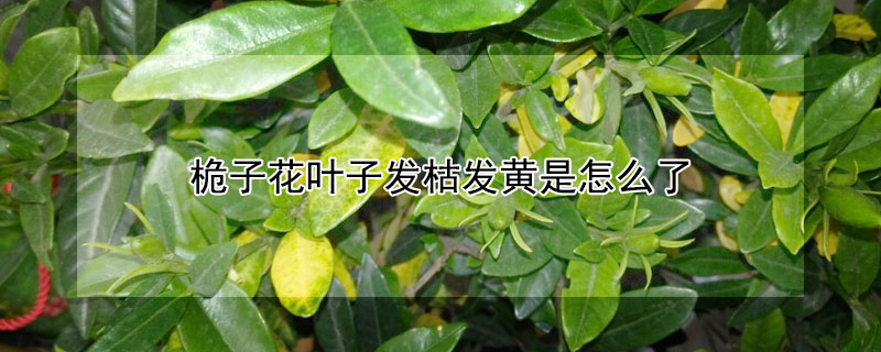 桅子花葉子發枯發黃是怎麼了