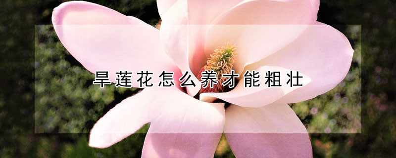 旱蓮花怎麼養才能粗壯