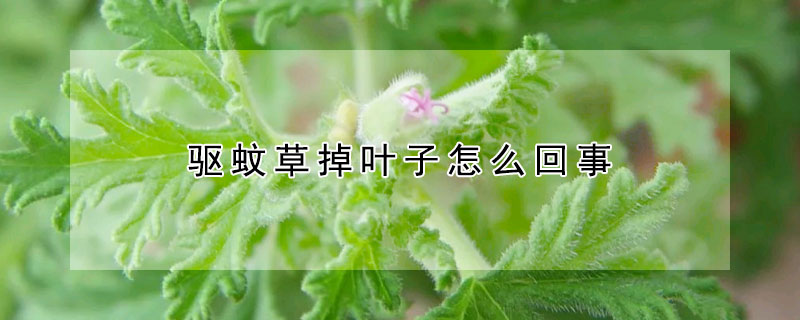 驅蚊草掉葉子怎麼回事