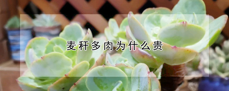 麥稈多肉為什麼貴