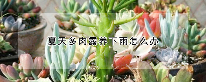 夏天多肉露養下雨怎麼辦
