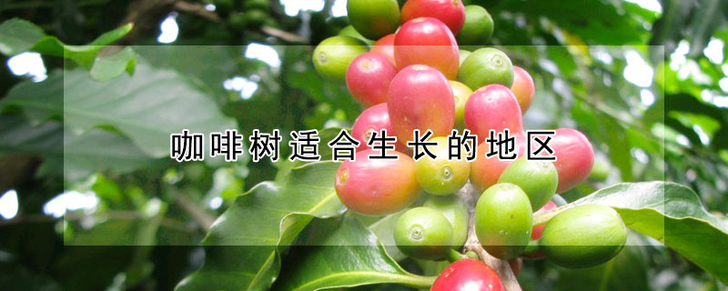 咖啡樹適合生長的地區