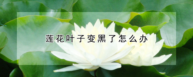 蓮花葉子變黑了怎麼辦