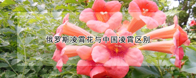 俄羅斯淩霄花與中國淩霄區別