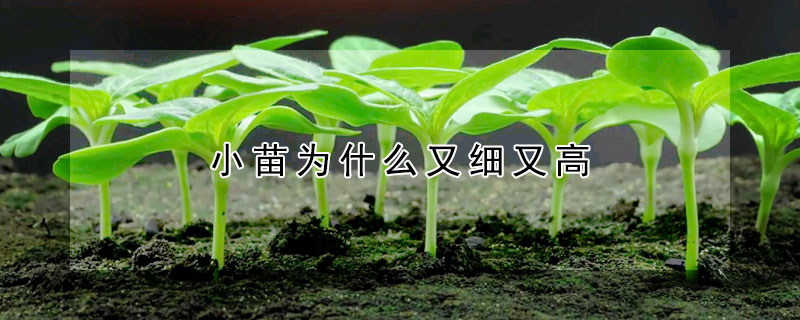 小苗為什麼又細又高