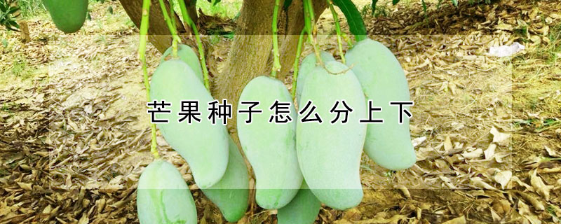 芒果種子怎麼分上下