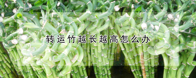 轉運竹越長越高怎麼辦