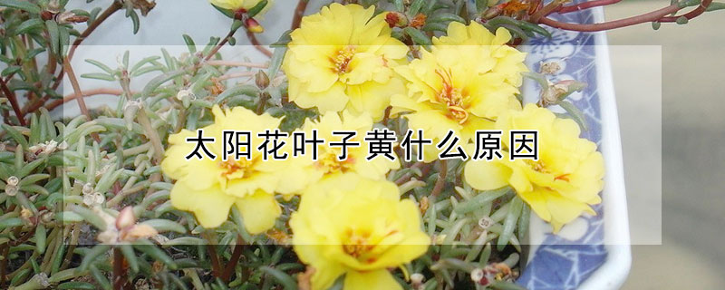 太陽花葉子黃什麼原因