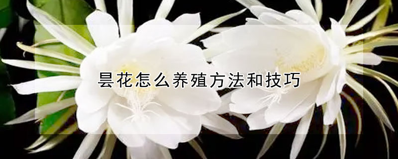 曇花怎麼養殖方法和技巧
