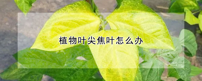 植物葉尖焦葉怎麼辦