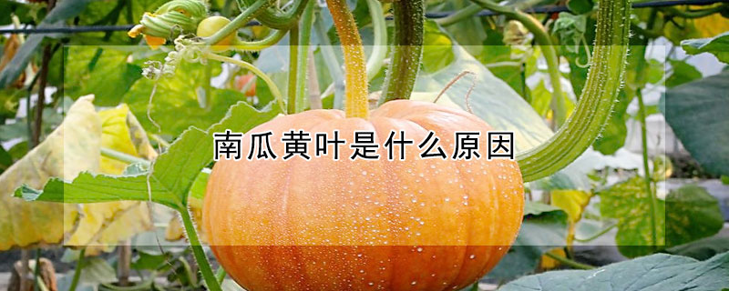 南瓜黃葉是什麼原因