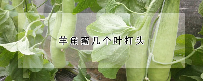 羊角蜜幾個葉打頭