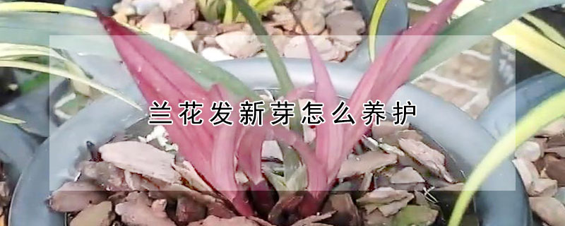 蘭花發新芽怎麼養護