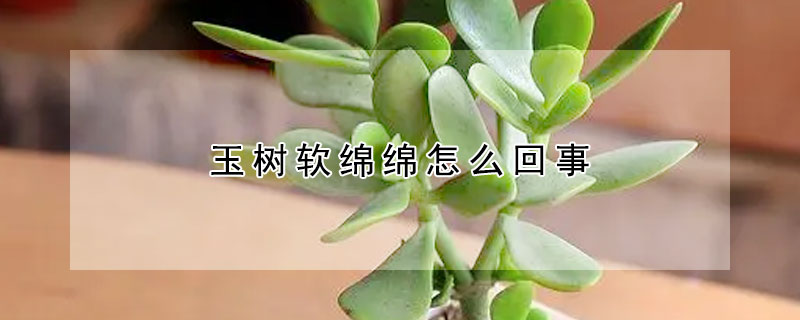 玉樹軟綿綿怎麼回事