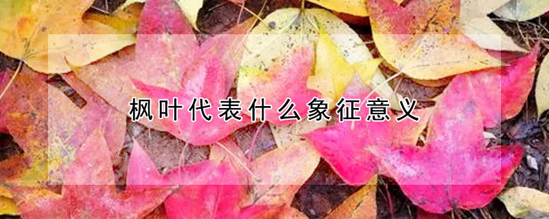 楓葉代表什麼象征意義