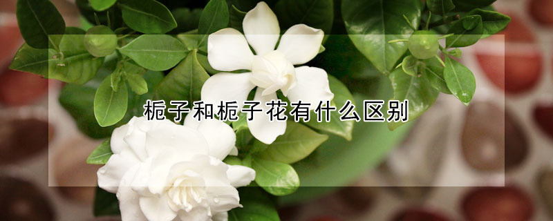 梔子和梔子花有什麼區別
