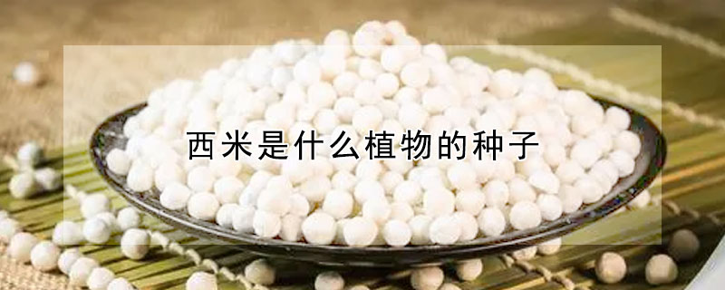 西米是什麼植物的種子
