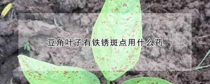 豆角葉子有鐵鏽斑點用什麼藥