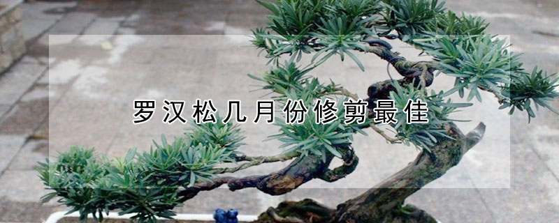 羅漢鬆幾月份修剪最佳