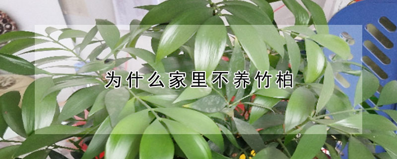 為什麼家裏不養竹柏