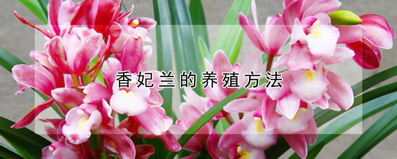 香妃蘭的養殖方法