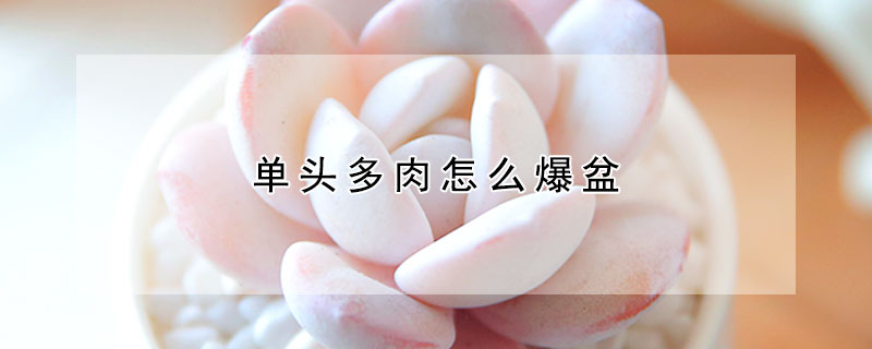 單頭多肉怎麼爆盆