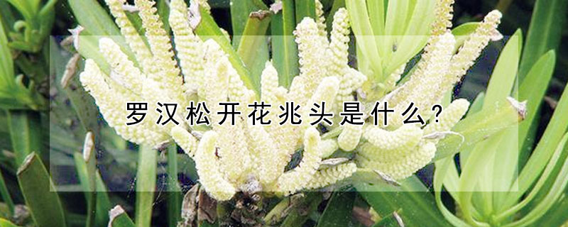 羅漢鬆開花兆頭是什麼?