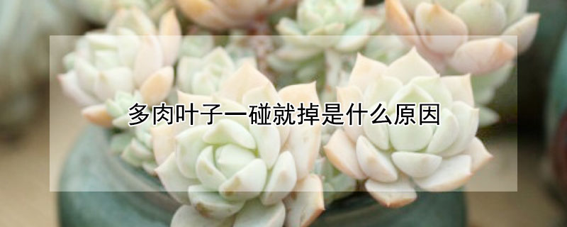多肉葉子一碰就掉是什麼原因