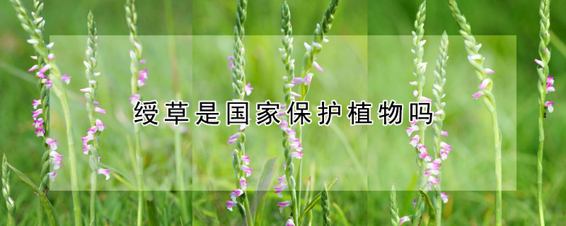 綬草是國家保護植物嗎