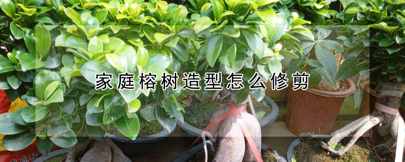 家庭榕樹造型怎麼修剪