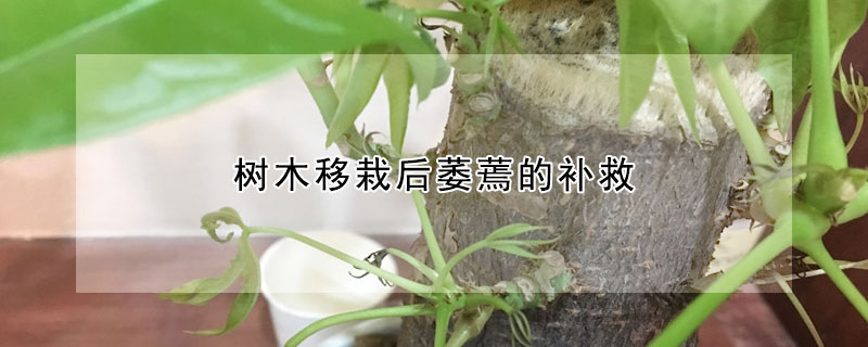 樹木移栽後萎蔫的補救