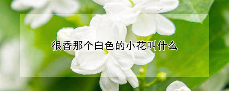 很香那個白色的小花叫什麼