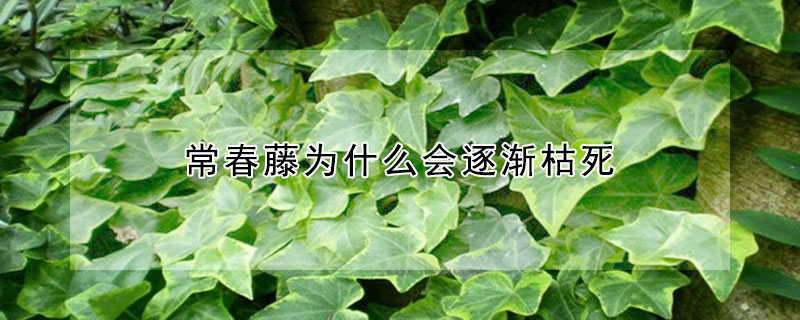 常春藤為什麼會逐漸枯死