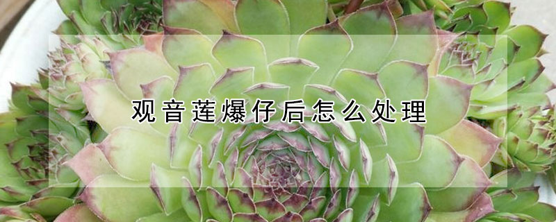 觀音蓮爆仔後怎麼處理