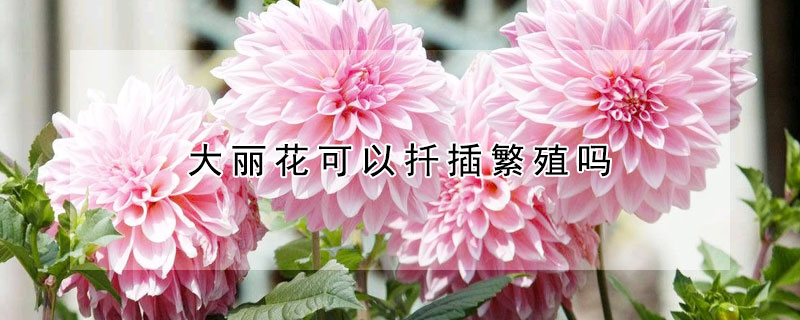 大麗花可以扡插繁殖嗎