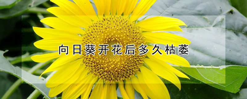 向日葵開花後多久枯萎