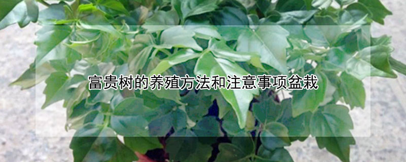 富貴樹的養殖方法和注意事項盆栽