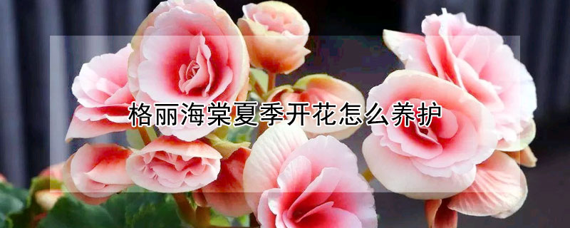 格麗海棠夏季開花怎麼養護
