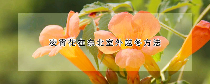 淩霄花在東北室外越冬方法
