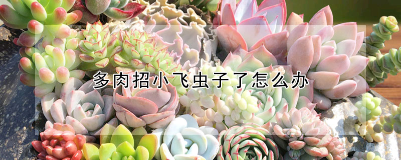 多肉招小飛蟲子了怎麼辦