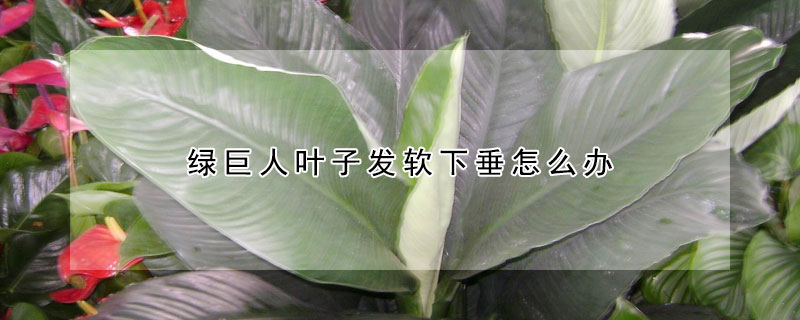 綠巨人葉子發軟下垂怎麼辦