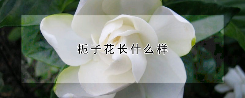 梔子花長什麼樣