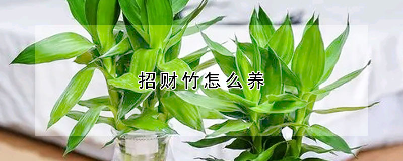 招財竹怎麼養