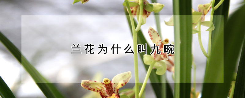 蘭花為什麼叫九畹