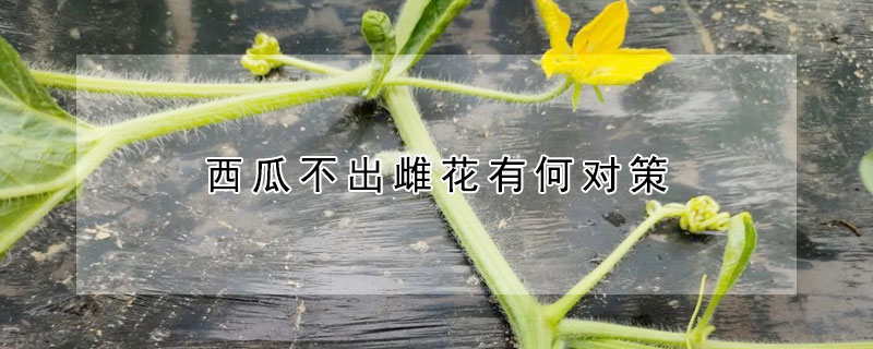 西瓜不出雌花有何對策