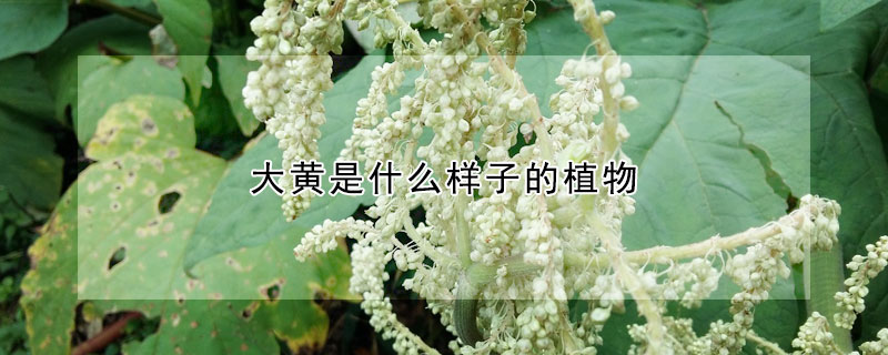 大黃是什麼樣子的植物