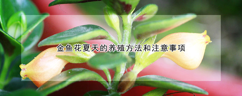 金魚花夏天的養殖方法和注意事項