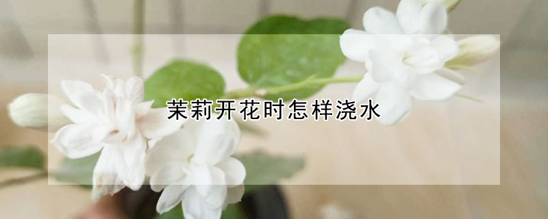 茉莉開花時怎樣澆水